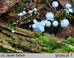 Delicatula integrella (żyłkoblaszka wklęsłokapeluszowa)