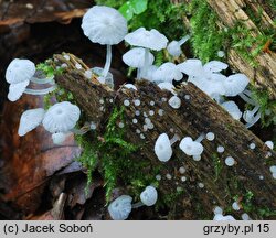 Delicatula integrella (żyłkoblaszka wklęsłokapeluszowa)