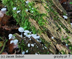 Delicatula integrella (żyłkoblaszka wklęsłokapeluszowa)