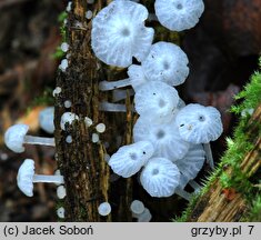 Delicatula integrella (żyłkoblaszka wklęsłokapeluszowa)