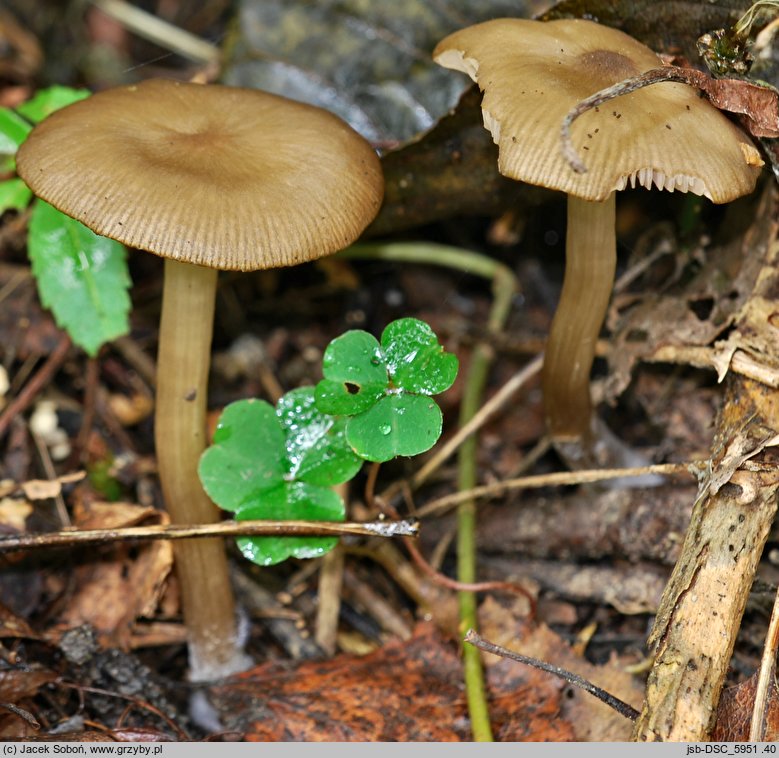 Entoloma politum (dzwonkówka błotna)