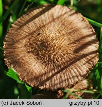 Inocybe cincinnata var. major (strzępiak ciemny)