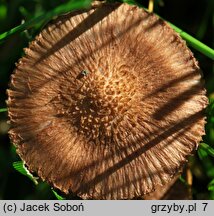 Inocybe cincinnata var. major (strzępiak ciemny)