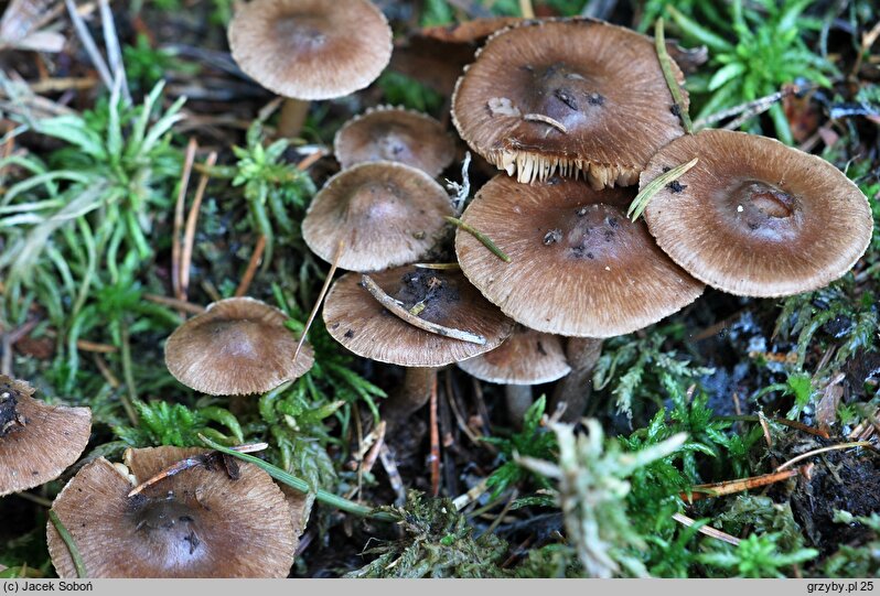 Inocybe assimilata (strzępiak bury)