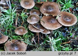 Inocybe assimilata (strzępiak bury)