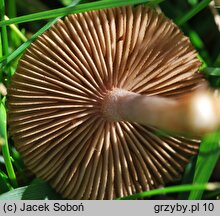 Inocybe cincinnata var. major (strzępiak ciemny)