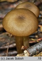 Entoloma politum (dzwonkówka błotna)