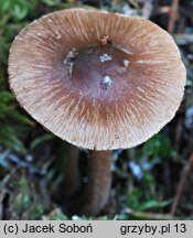 Inocybe assimilata (strzępiak bury)