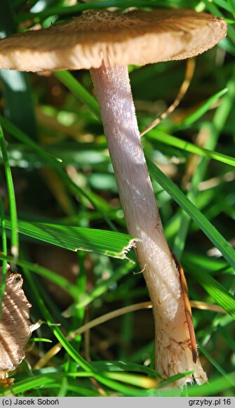 Inocybe cincinnata var. major (strzępiak ciemny)