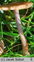 Inocybe cincinnata var. major (strzępiak ciemny)