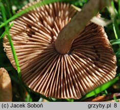 Inocybe cincinnata var. major (strzępiak ciemny)