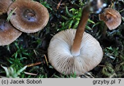 Inocybe assimilata (strzępiak bury)