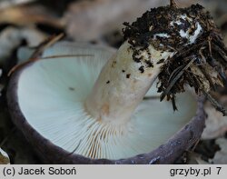 Lactarius trivialis (mleczaj niebieskawy)