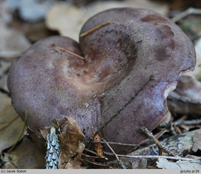 Lactarius trivialis (mleczaj niebieskawy)