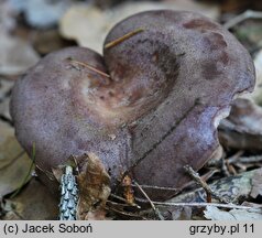 Lactarius trivialis (mleczaj niebieskawy)