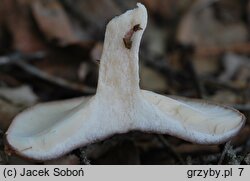 Lactarius trivialis (mleczaj niebieskawy)