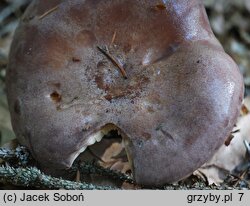 Lactarius trivialis (mleczaj niebieskawy)