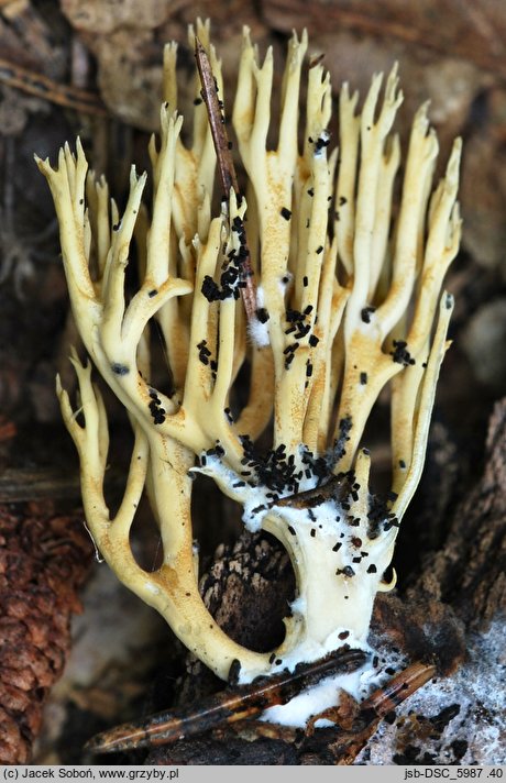 Phaeoclavulina ochracea