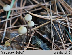 Mycena amicta (grzybówka modrooliwkowa)