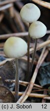 Mycena amicta (grzybówka modrooliwkowa)