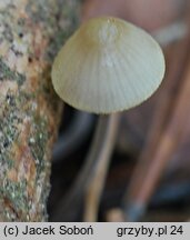 Mycena amicta (grzybówka modrooliwkowa)