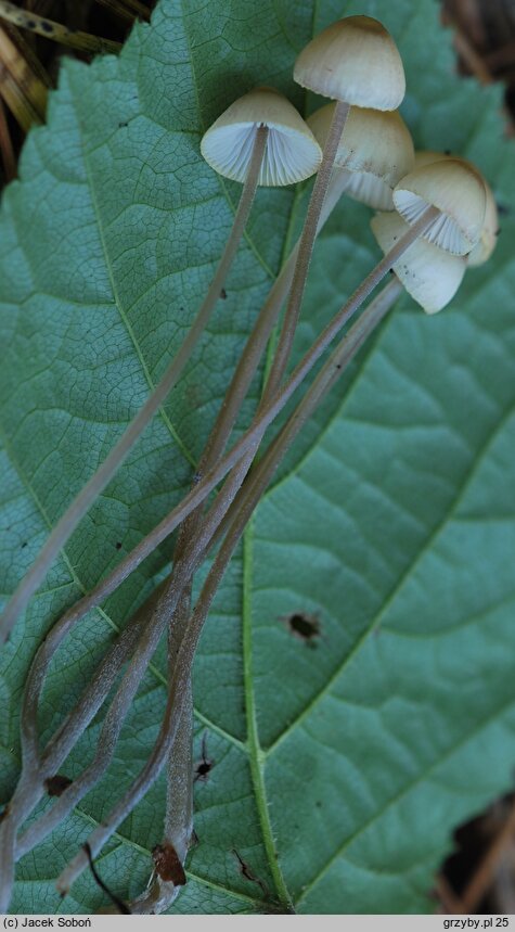 Mycena amicta (grzybówka modrooliwkowa)