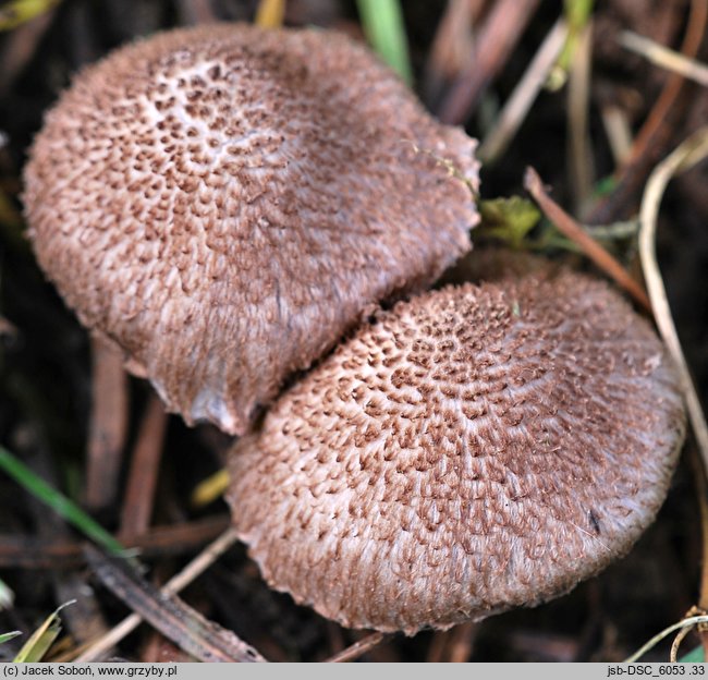 Inocybe cincinnata (strzępiak liliowowierzchołkowy)