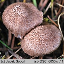 Inocybe cincinnata (strzępiak liliowowierzchołkowy)