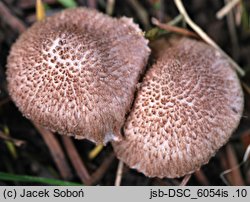 Inocybe cincinnata (strzępiak liliowowierzchołkowy)