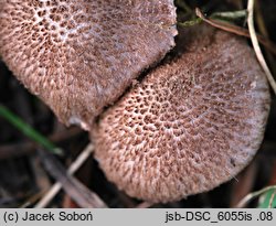 Inocybe cincinnata (strzępiak liliowowierzchołkowy)