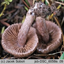 Inocybe cincinnata (strzępiak liliowowierzchołkowy)