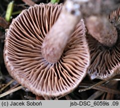 Inocybe cincinnata (strzępiak liliowowierzchołkowy)