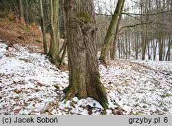 Dendrothele acerina (drzewkostrzępka klonowa)