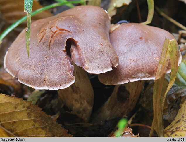 Cortinarius lucorum (zasłonak borowikowy)