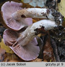 Cortinarius lucorum (zasłonak borowikowy)