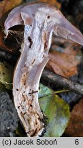 Cortinarius lucorum (zasłonak borowikowy)