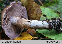Cortinarius lucorum (zasłonak borowikowy)