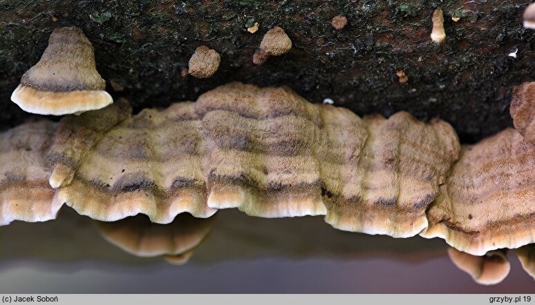 Laxitextum bicolor (skórnikówka białobrązowa)