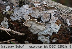 Skeletocutis carneogrisea (szkieletnica różowoszara)