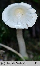 Inocybe whitei (strzępiak pomarańczowoczerwonawy)