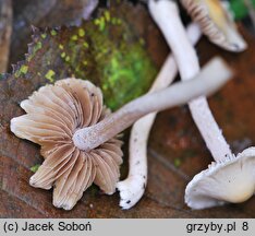 Inocybe whitei (strzępiak pomarańczowoczerwonawy)