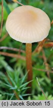 Hypholoma elongatum (maślanka torfowcowa)