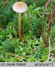 Hypholoma elongatum (maślanka torfowcowa)