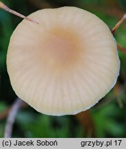 Hypholoma elongatum (maślanka torfowcowa)