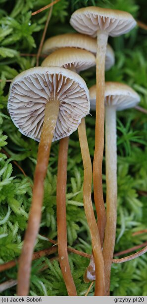 Hypholoma elongatum (maślanka torfowcowa)