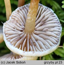 Hypholoma elongatum (maślanka torfowcowa)