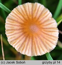 Galerina clavata (hełmówka wielkozarodnikowa)