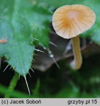 Galerina clavata (hełmówka wielkozarodnikowa)