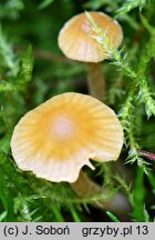 Galerina clavata (hełmówka wielkozarodnikowa)