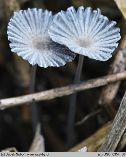 Narcissea cordispora (czernidłak sercowatozarodnikowy)